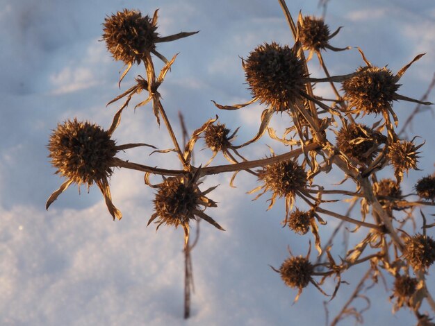 plantas secas en un prado de invierno cubierto de nieve