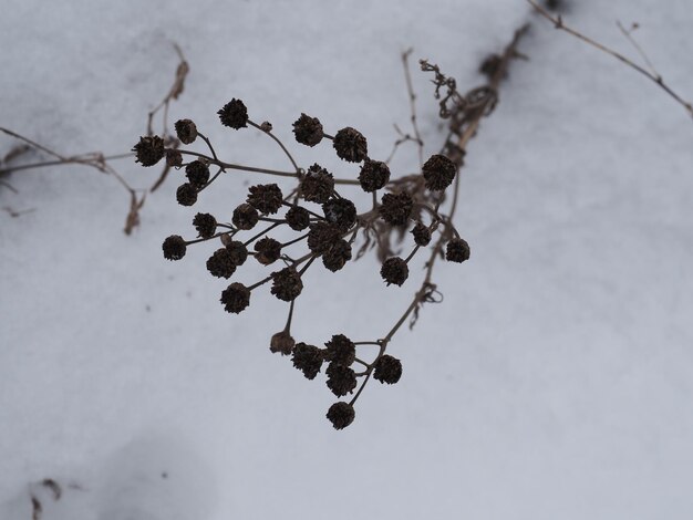 plantas secas en un prado de invierno