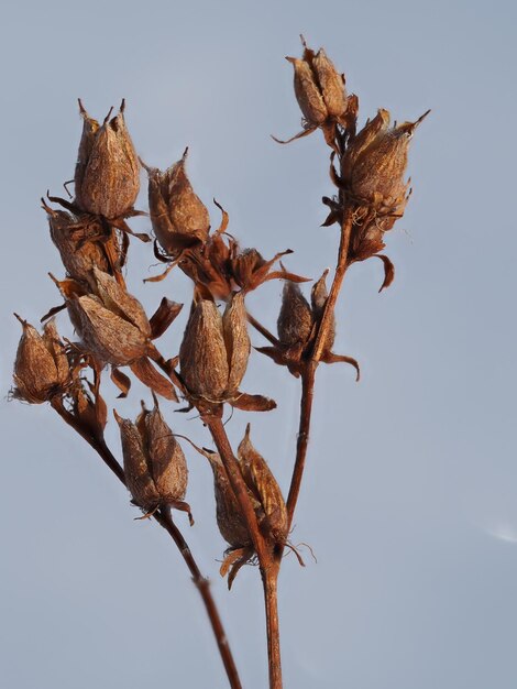 plantas secas en un prado de invierno