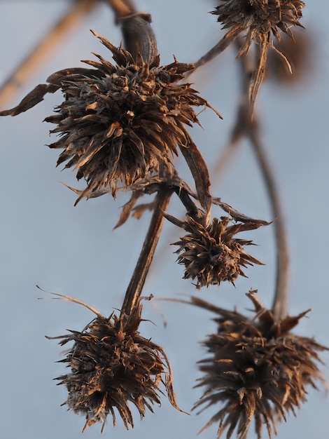 Foto plantas secas en un prado de invierno