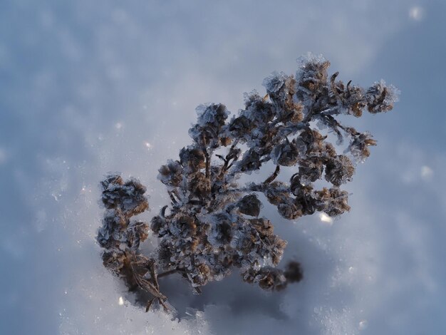 Foto plantas secas en un prado de invierno