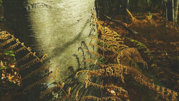 Plantas secas que crecen en el tronco del árbol