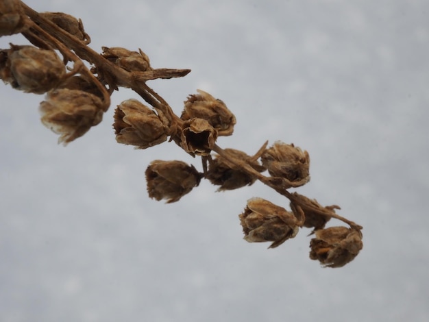 plantas secas sobre un fondo de nieve blanca