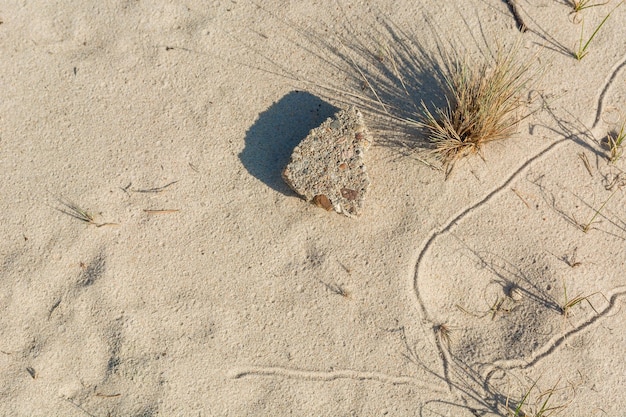 Foto plantas secas solitárias contra um fundo de areia leve desânimo e abandono humor triste