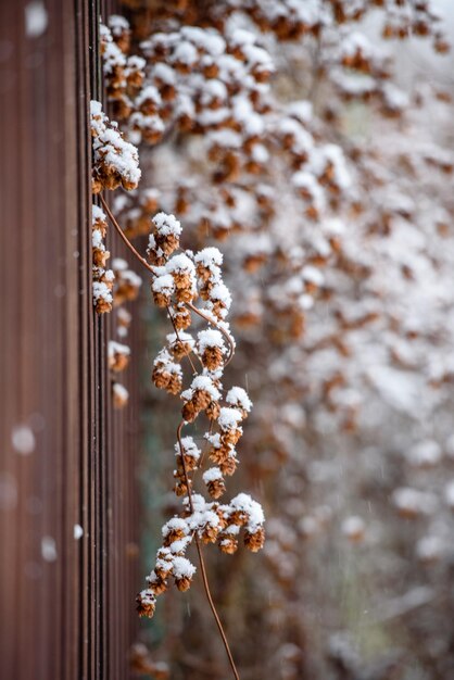 Plantas secas en la valla del jardín de invierno bajo la nieve.