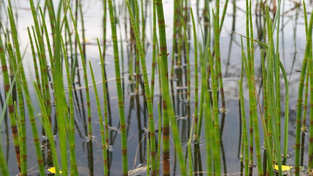 plantas selvagens. Brotos de cavalinha crescendo em close-up de água. Região de Leningrado, Rússia.