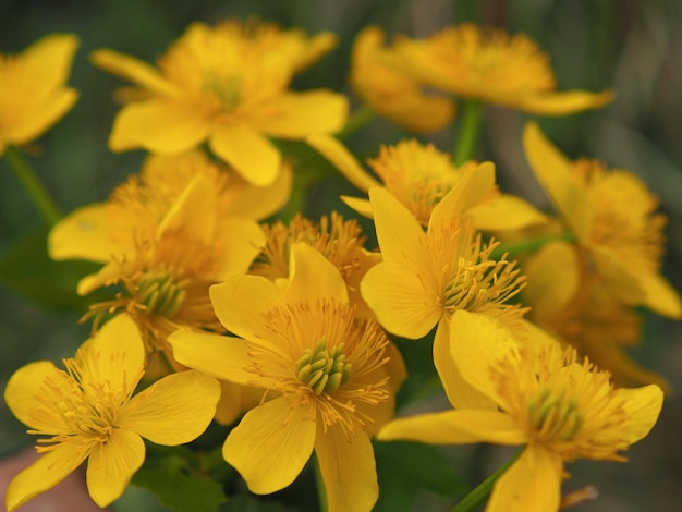 plantas selvagens. Close-up de flores de calêndula de pântano (Caltha palustris). Região de Leningrado, Rússia.