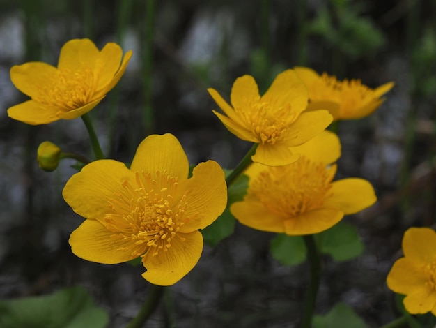 plantas selvagens. Close-up de flores de calêndula de pântano (Caltha palustris). Região de Leningrado, Rússia