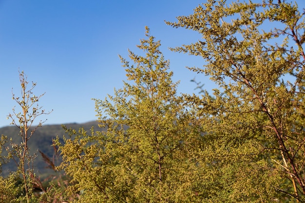 Plantas selvagens de artemísia annua nas montanhas