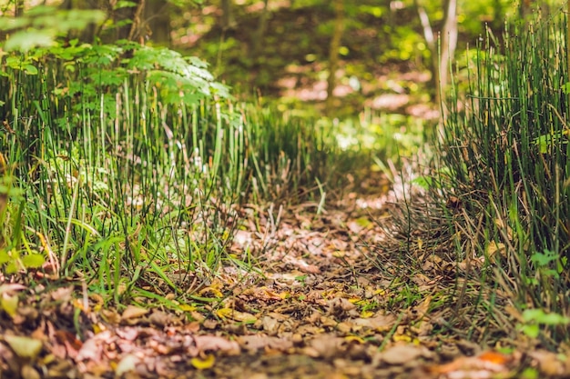 Plantas selvagens fundo verde de cavalinha ou tolkachik equisetum arvense cavalinha comum na primavera