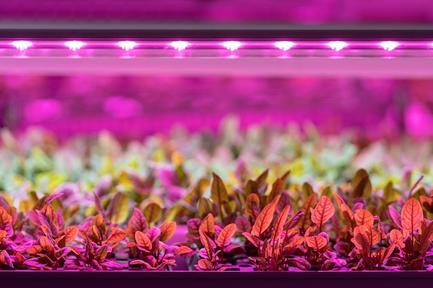 Plantas de semillero de acelgas que crecen en invernadero bajo luz LED púrpura Fábrica de ensaladas de hidroponía para interiores