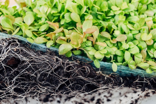 Plantas de semillero jóvenes microgreen vegetal