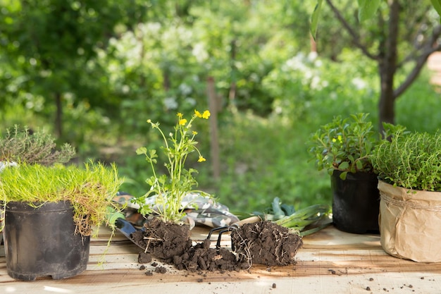 Plantas de semillero en macetas y herramientas de jardín en la mesa de madera árboles verdes concepto de jardinería de fondo