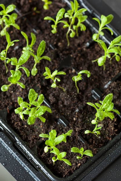 Plantas de semillero que crecen en bandeja de germinación de plástico