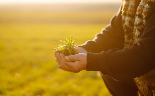 Plantas de semillero de trigo verde joven en manos de un agricultor Agricultura plantación de jardinería orgánica