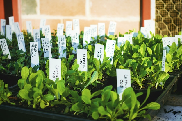 Plantas de semillero vegetales verdes con etiqueta de nombre en el patio trasero.