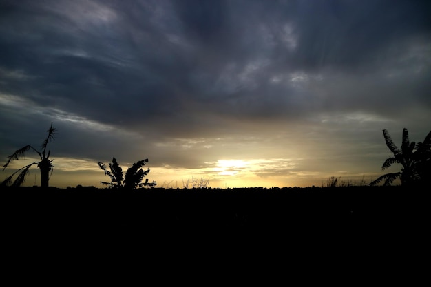 Foto plantas en silueta en el campo contra el cielo durante la puesta de sol