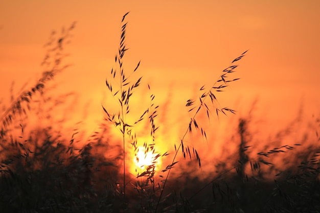 Plantas en silueta contra el cielo naranja durante la puesta de sol