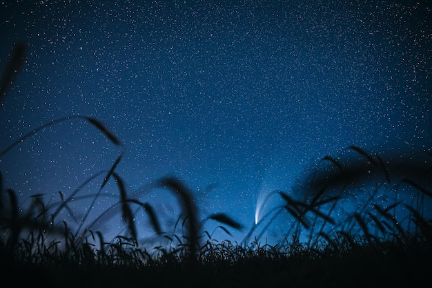 Plantas en silueta contra el cielo por la noche