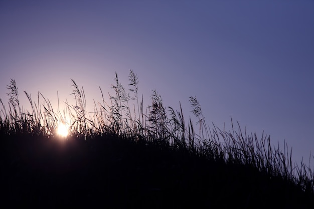 Foto plantas de silueta contra el sol poniente