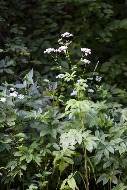 Plantas silvestres en un bosque de verano en el campo.