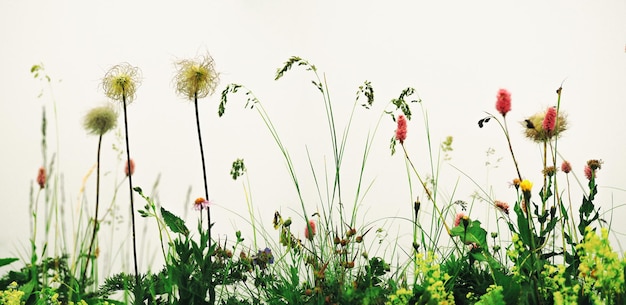 Plantas silvestres y flores en fondo blanco.