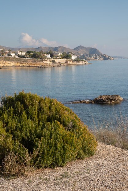 Plantas Silvestres y Playa de la Almadrava El Campello Alicante España