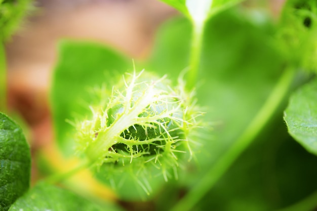 Plantas silvestres que crecen en la temporada de lluvias.