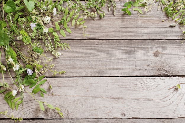 Plantas silvestres sobre fondo de madera oscura antigua