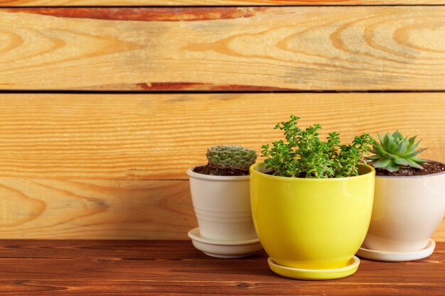 Plantas suculentas agrupadas en mesa