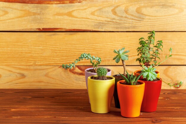 Plantas suculentas agrupadas en mesa