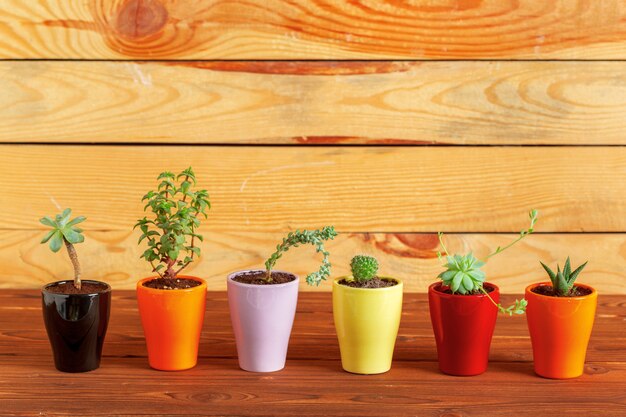 Plantas suculentas agrupadas en mesa.