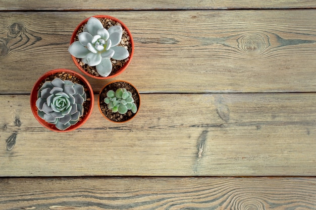 Plantas suculentas agrupadas en mesa