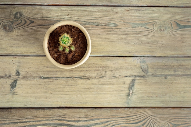 Plantas suculentas agrupadas na mesa