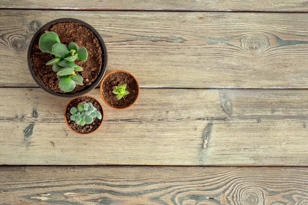 Plantas suculentas agrupadas na mesa