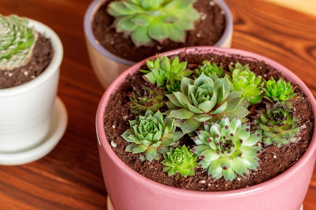 Plantas suculentas agrupadas na mesa