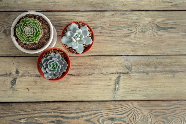 Plantas suculentas agrupadas na mesa