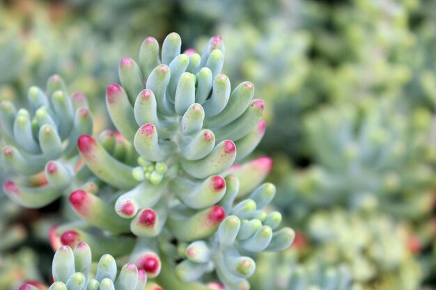 Plantas suculentas de Auckland Nova Zelândia