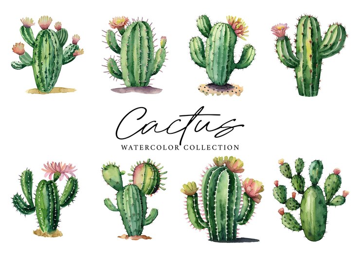 Foto plantas suculentas de cactos coleção de aquarelas em fundo branco
