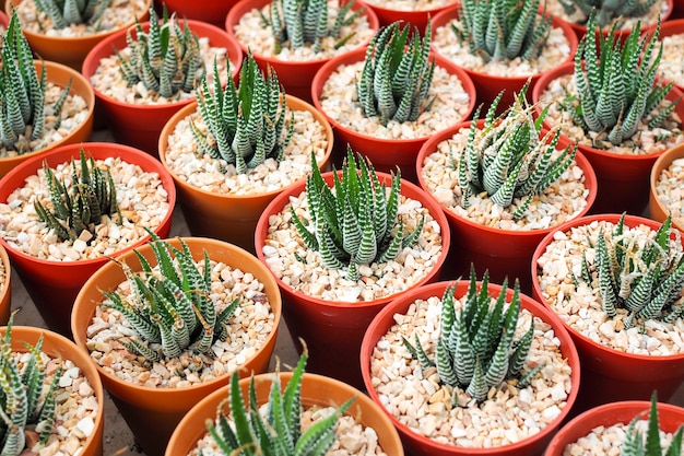 Plantas suculentas decorativas em miniatura em vaso, Aloe Vera