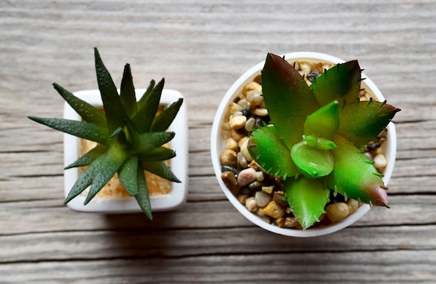 Plantas suculentas decorativas en una maceta blanca sobre fondo de madera vieja con espacio para texto. Vista superior.