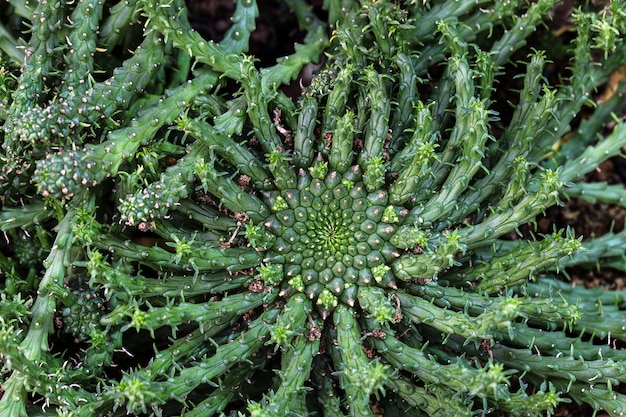 Plantas suculentas e cactos no jardim botânico do deserto