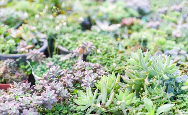 Foto plantas suculentas em miniatura decoram no jardim - vários tipos de plantas suculentas bonitas na fazenda de cactos