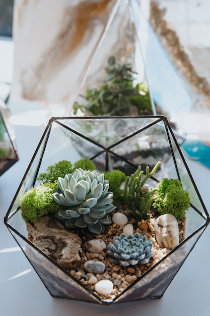 Foto plantas suculentas em miniatura em vasos transparentes, de pé sobre uma mesa transparente.