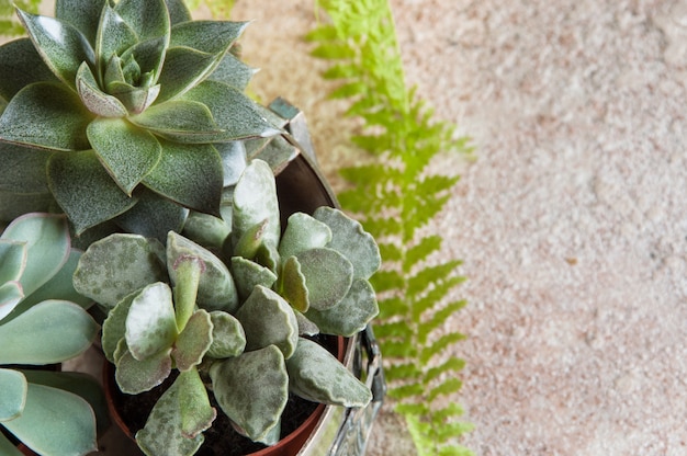 Plantas suculentas em miniatura