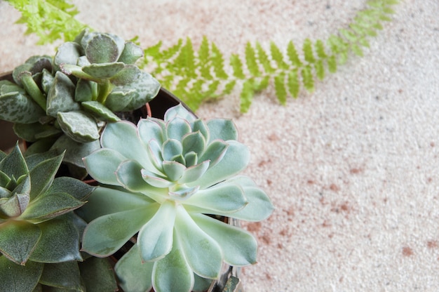 Plantas suculentas em miniatura