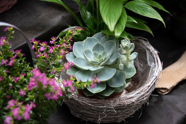 Plantas suculentas exóticas Evergreen Echeveria Perle von Nurnberg roseta de hojas azules y verdes Cactus suculentos que crecen en una maceta en el jardín Decoración casera moderna escandinava