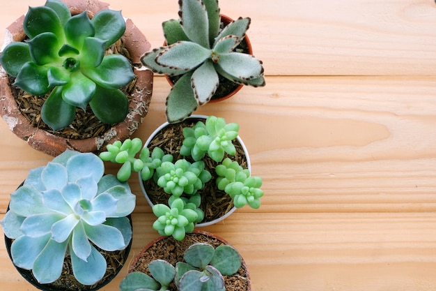 Plantas suculentas en el fondo de madera con espacio de copia