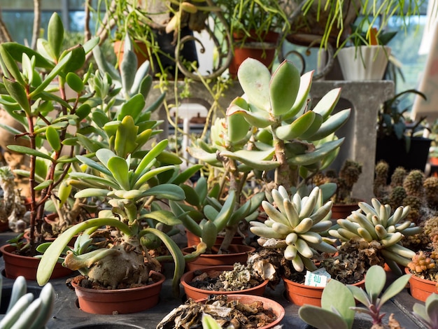 Plantas suculentas en jardín