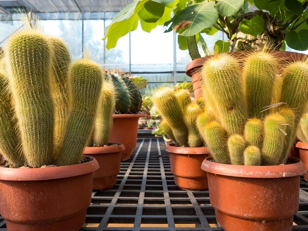 Plantas suculentas en jardín